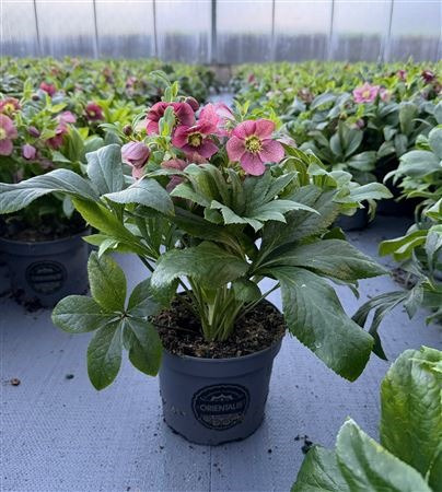 Rosa Helleborus