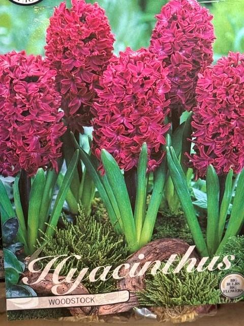 Hyacint 'Woodstock'