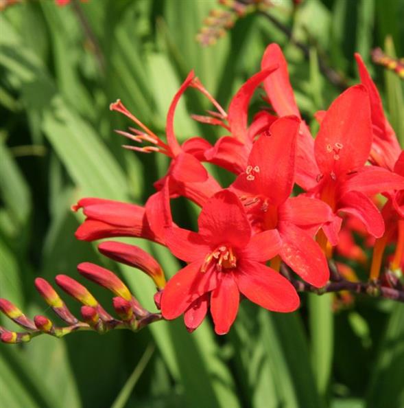 Crocosmia 'Lucifer'