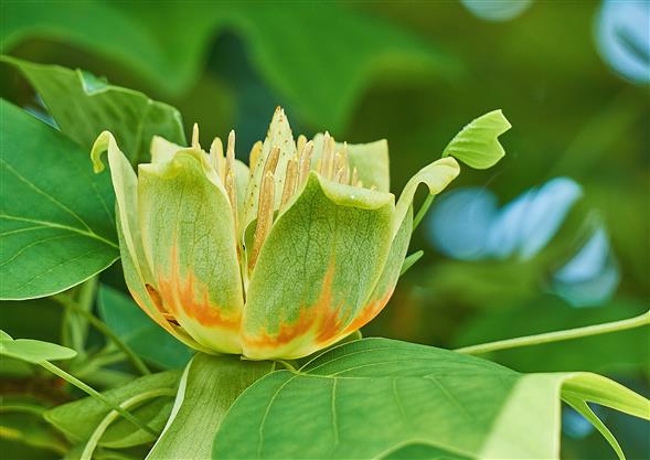 Tulipantræ Liriodendron tulipifera