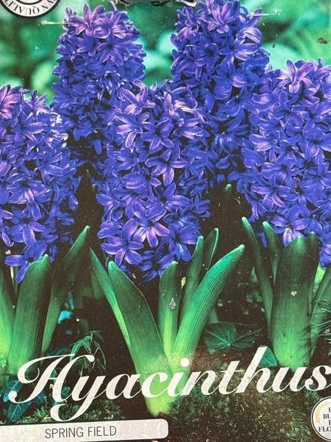 Hyacint 'Woodstock'