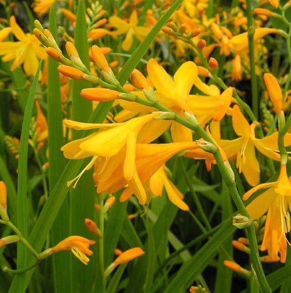 Crocosmia 'Georg Davidson'