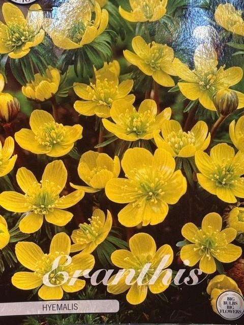 Erantisløg (Eranthis hyemalis)