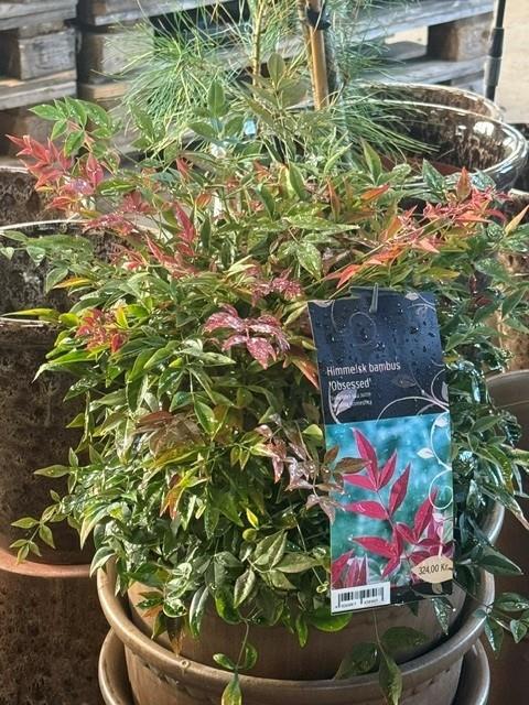 Himmelsk bambus (Nandina domestica 'Obsessed')