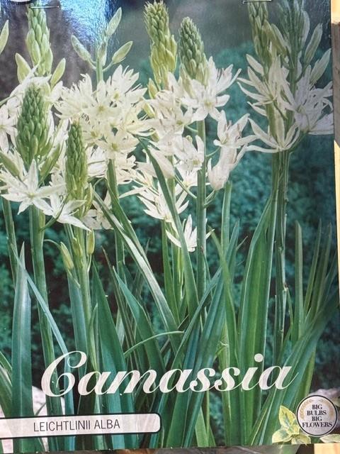 hvid Camassia