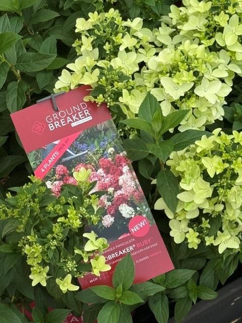 Hydrangea pani. 'Groundbreaker® Ruby