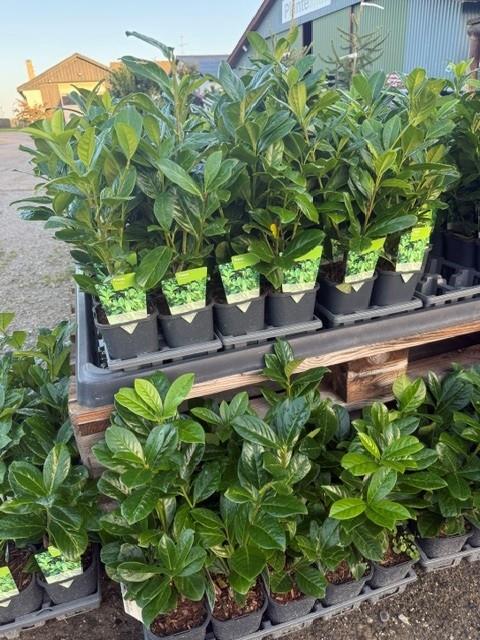 prunus novita