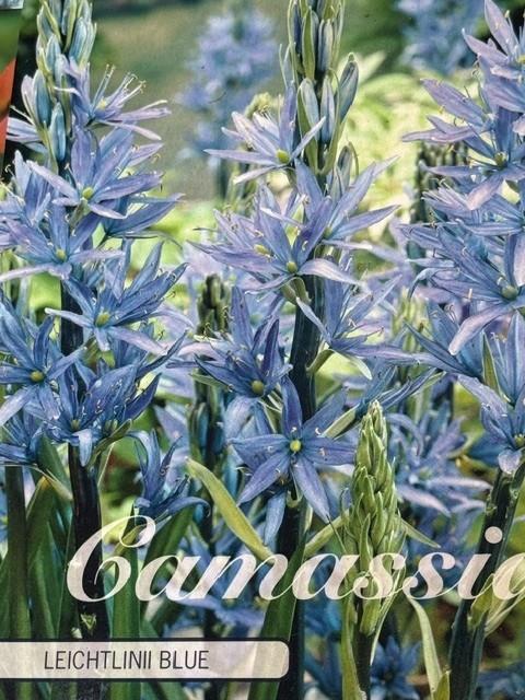 Blå Camassia