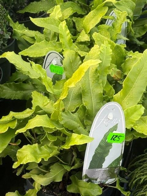 Hjortetunge, Asplenium scolopendrium,