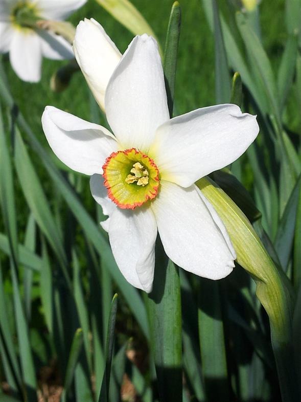 Narcissus Recurvus